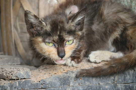 流浪猫