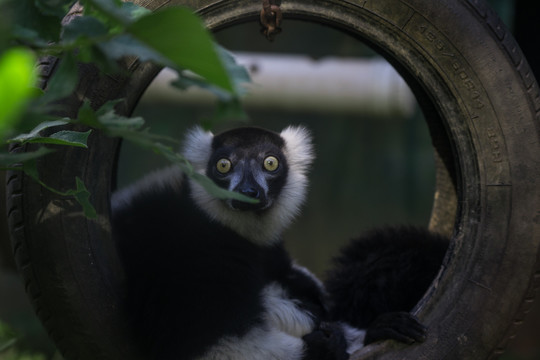 领狐猴