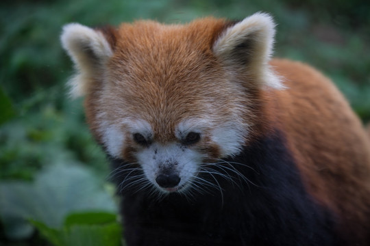 小熊猫