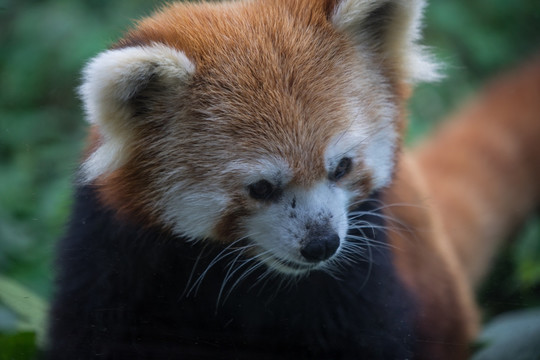 小熊猫