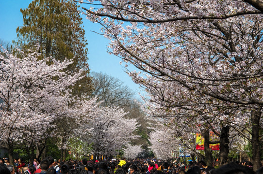 鸡鸣寺 樱花