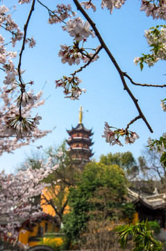 鸡鸣寺 樱花