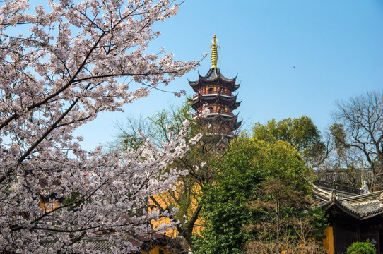 鸡鸣寺 樱花