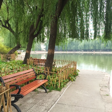 湖边长椅 树木