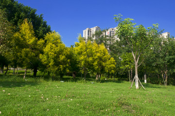 公園綠美
