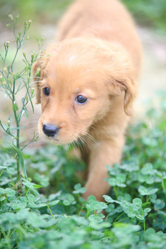 金毛幼犬