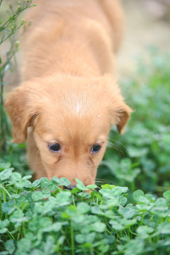 金毛幼犬