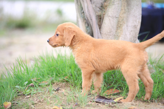 金毛幼犬