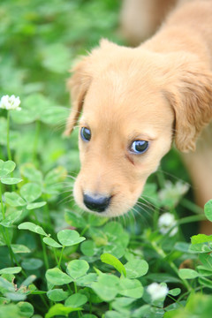 金毛幼犬