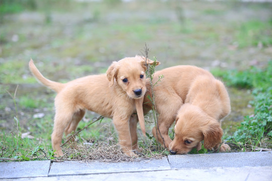 金毛幼犬