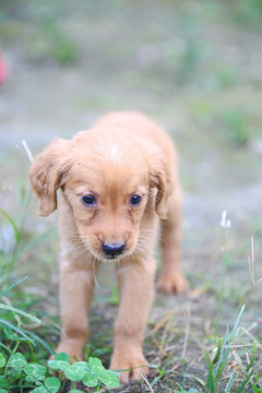 金毛幼犬