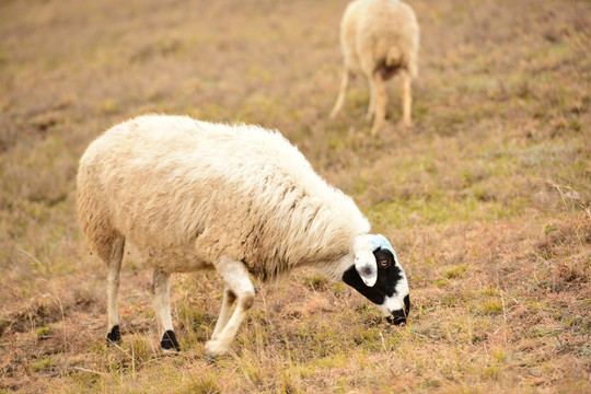 羊群 放养羊
