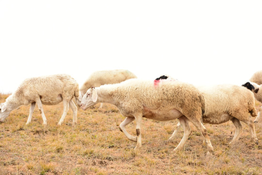 羊群 放养羊