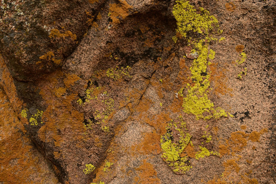 岩石苔藓