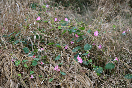 牵牛花