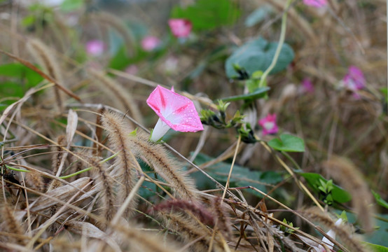 牵牛花