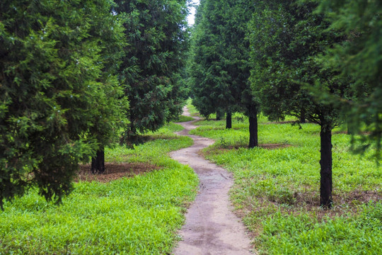 林间小路