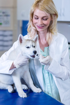 兽医微笑着为小狗做治疗