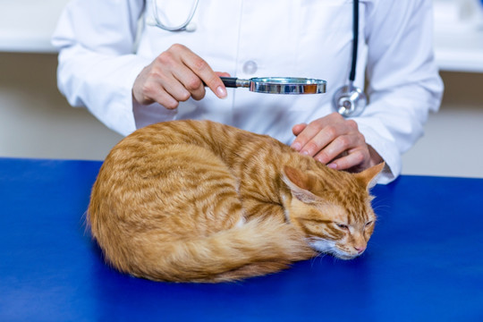 兽医为猫做检查