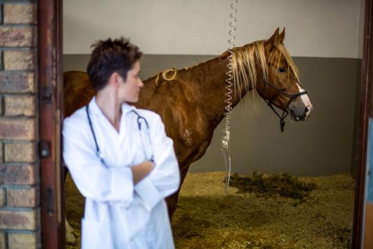 兽医看着生病的马