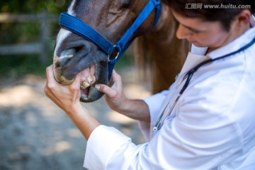 兽医为马做检查