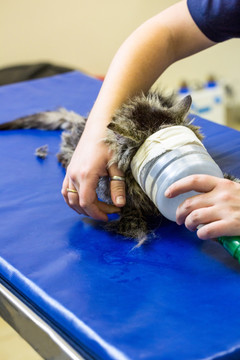 兽医为小猫做治疗