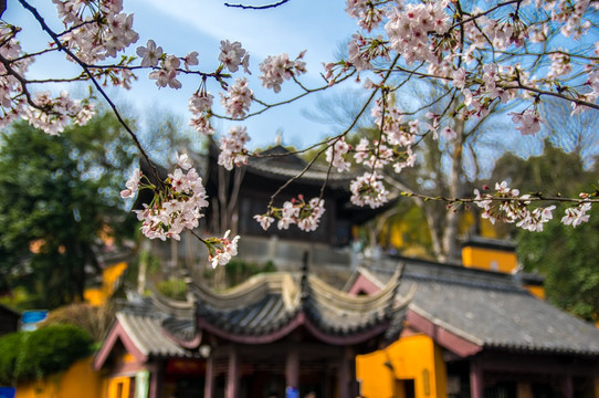 南京鸡鸣寺樱花