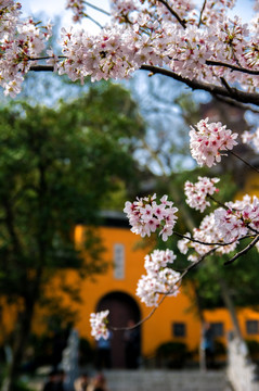 寺庙樱花