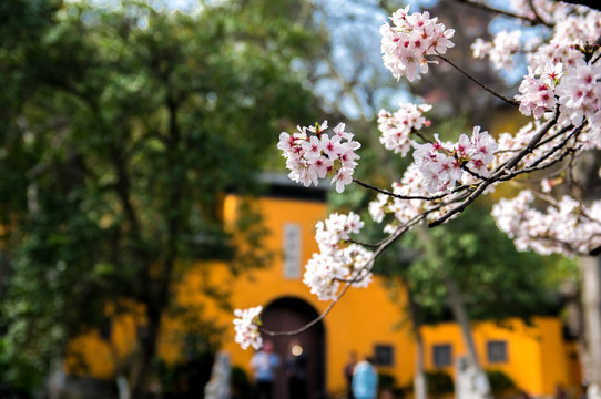 寺庙樱花