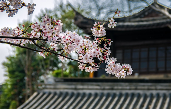 中国风樱花