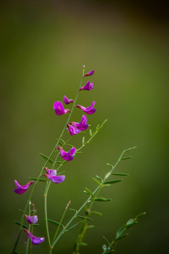 细枝岩黄芪