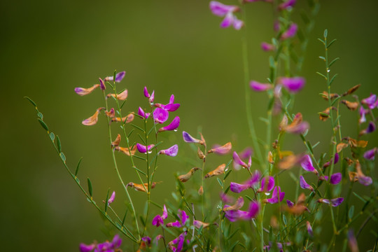 细枝岩黄芪