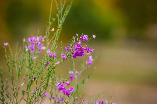 细枝岩黄芪