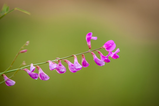 细枝岩黄芪