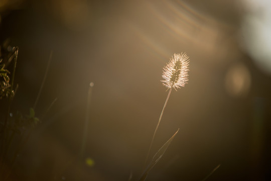 狗尾草