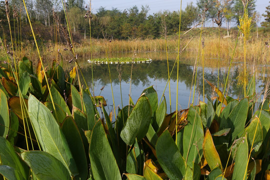 北京翠湖湿地公园