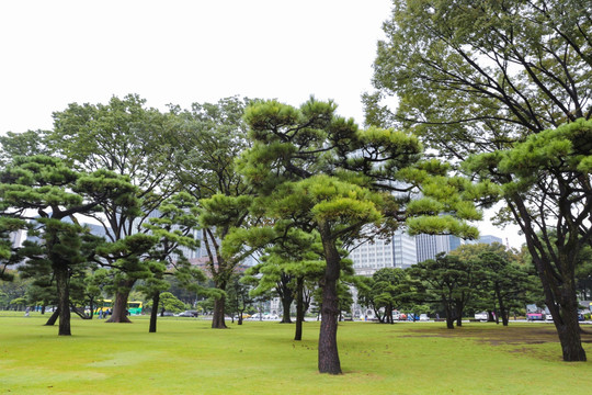 东京风光 日比谷公园