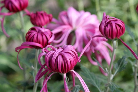 菊花 鲜花 花 花卉 菊展 秋