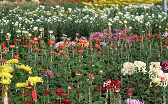 菊花 鲜花 花 花卉 菊展 秋