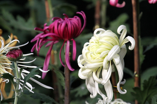 菊花 鲜花 花 花卉 菊展 秋