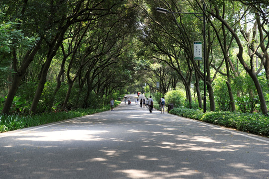 白云山林荫大道