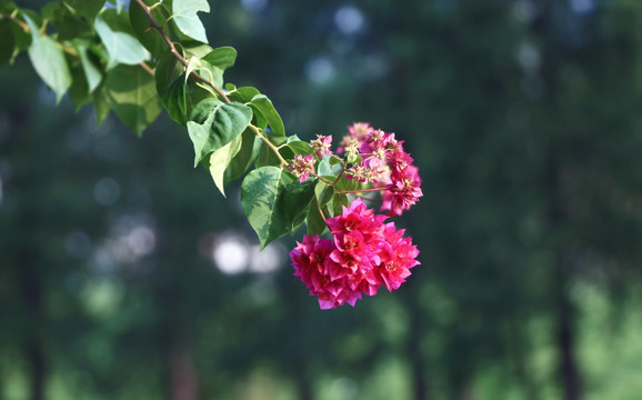 红花 一枝花 花朵