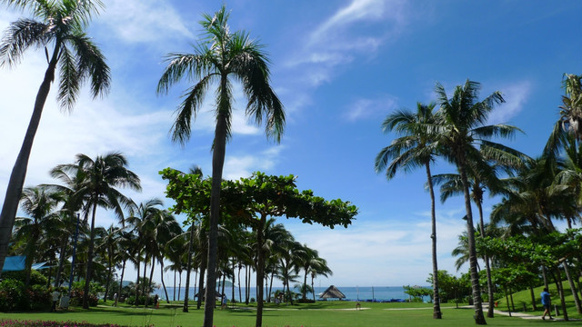 海风椰树