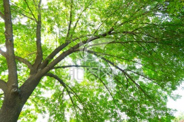 阳光大树 树冠