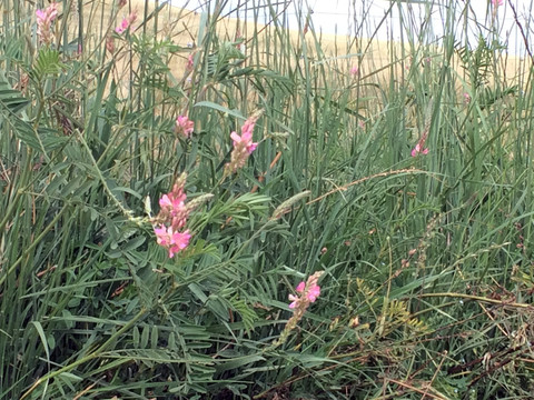 野生黄芪