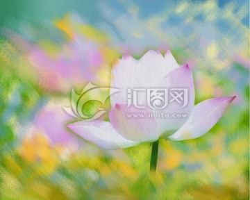 荷花