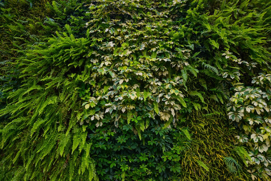 植物墙 植物背景