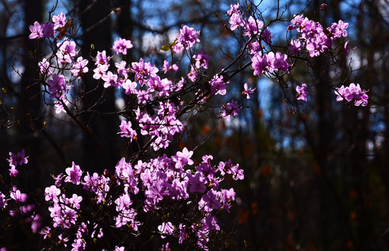 杜鹃花