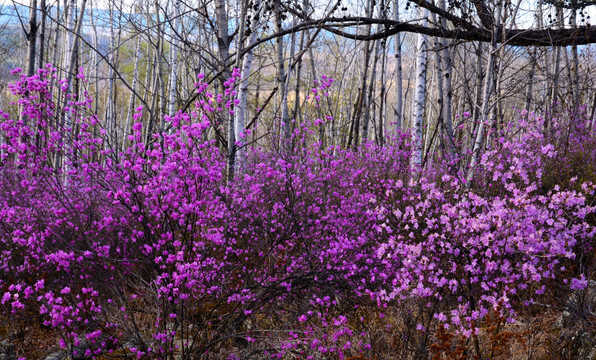 杜鹃花