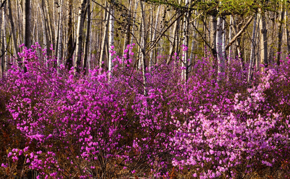 杜鹃花